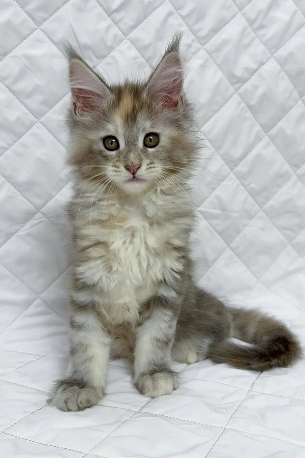 Bagheera | maine coon kitten
