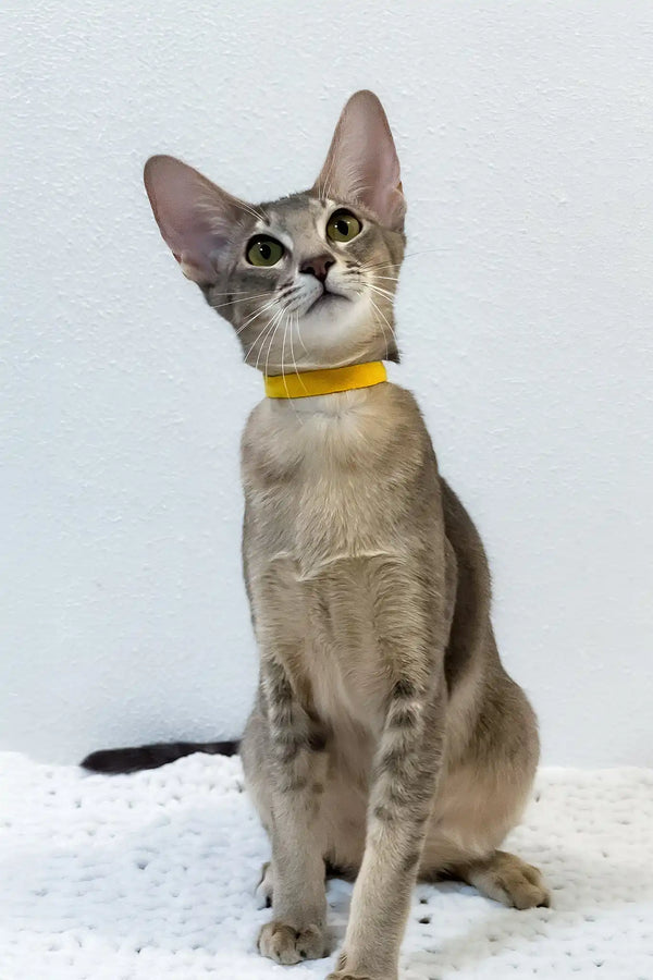 Bagheera | oriental shorthair kitten