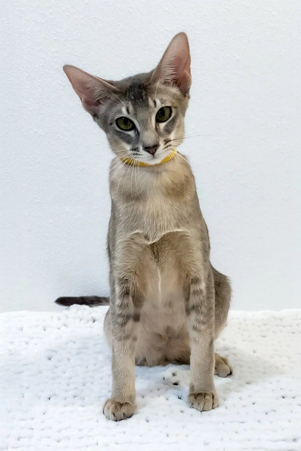 Bagheera | oriental shorthair kitten