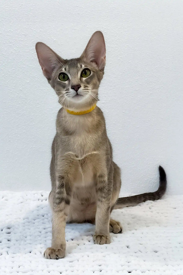 Bagheera | oriental shorthair kitten