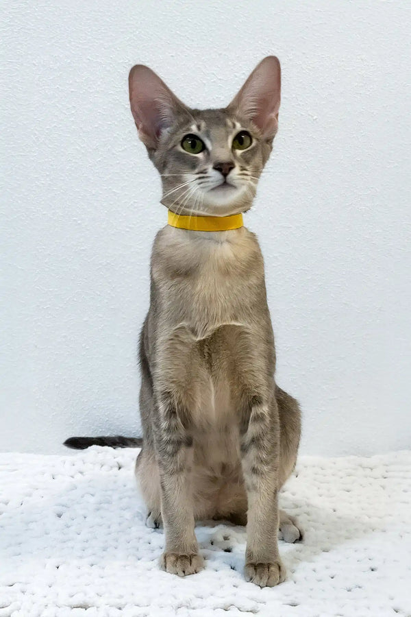 Bagheera | oriental shorthair kitten