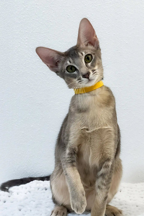 Bagheera | oriental shorthair kitten