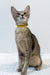 Bagheera | oriental shorthair kitten