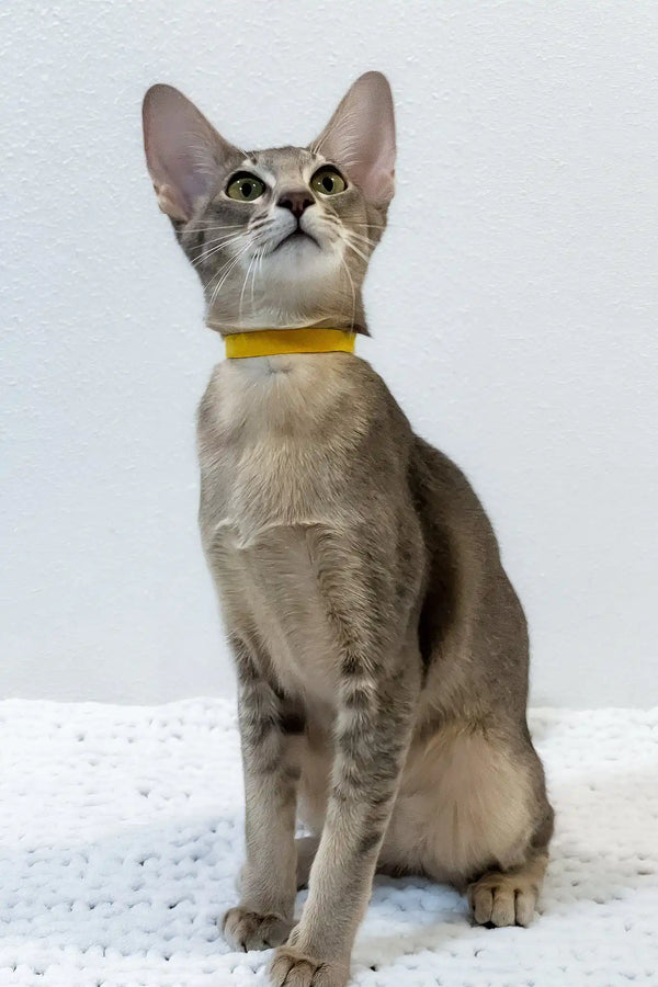 Bagheera | oriental shorthair kitten