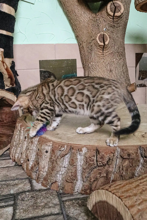 Bengal cat lounging on a tree stump showcasing its gorgeous spotted coat pattern