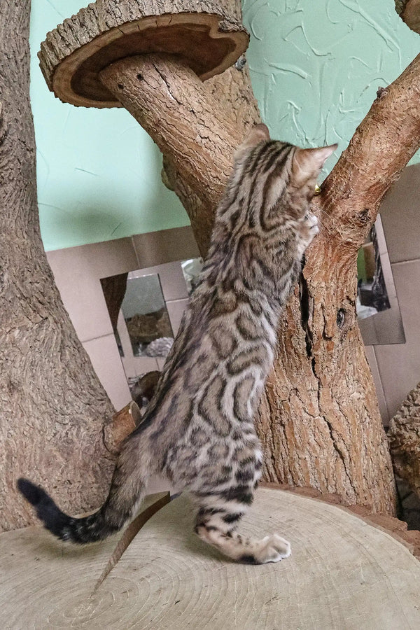 Bengal cat stretching on a scratching post, showcasing Bagir Bengal Kitten