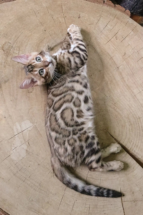 Cute Bengal kitten with silver-gray marbled pattern relaxing on its back
