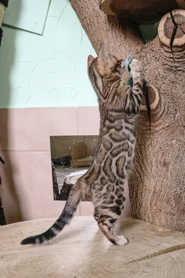 Striped cat stretching against a wall, showcasing Bagir Bengal Kitten cuteness