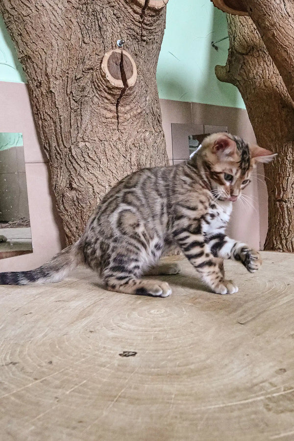Tabby cat with stripes lounging on a curve, perfect for the Bagir Bengal Kitten