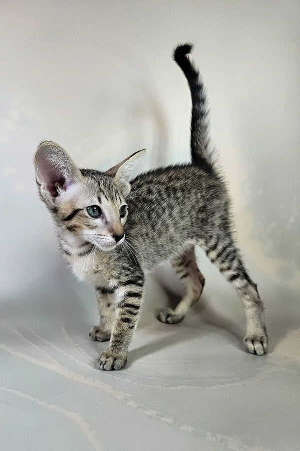 Bagira | oriental shorthair kitten