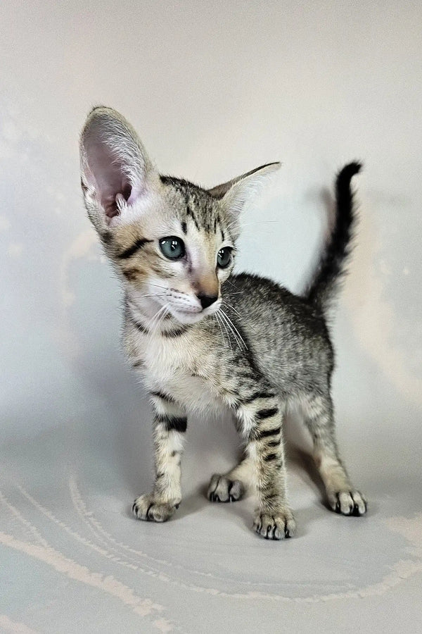 Bagira | oriental shorthair kitten