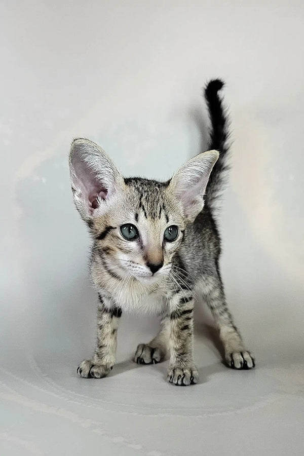 Bagira | oriental shorthair kitten