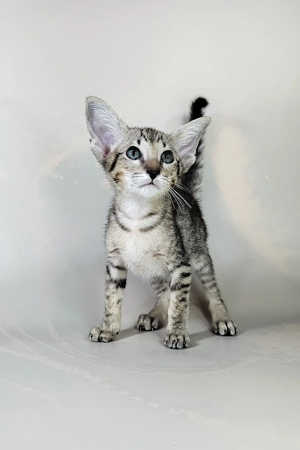 Bagira | oriental shorthair kitten