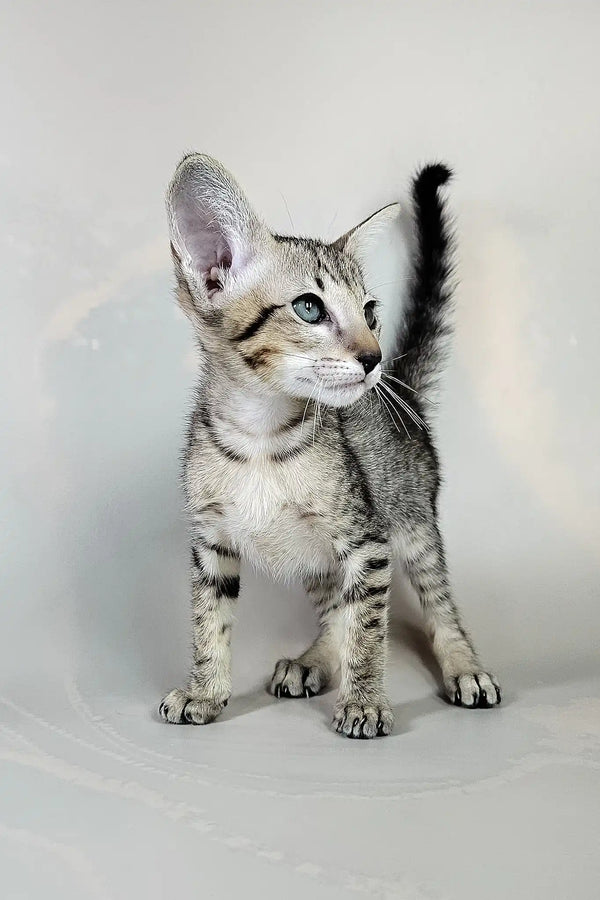 Bagira | oriental shorthair kitten