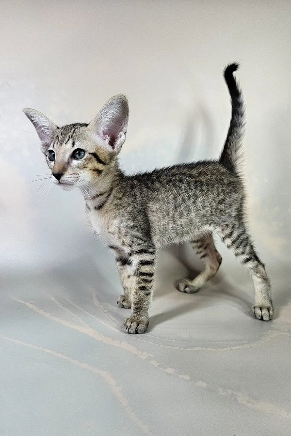 Bagira | oriental shorthair kitten