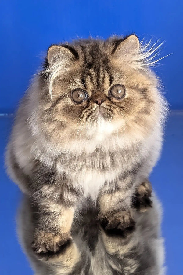 Bagira | persian kitten