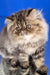Bagira | persian kitten