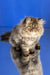 Bagira | persian kitten