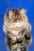 Bagira | persian kitten