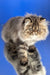 Bagira | persian kitten