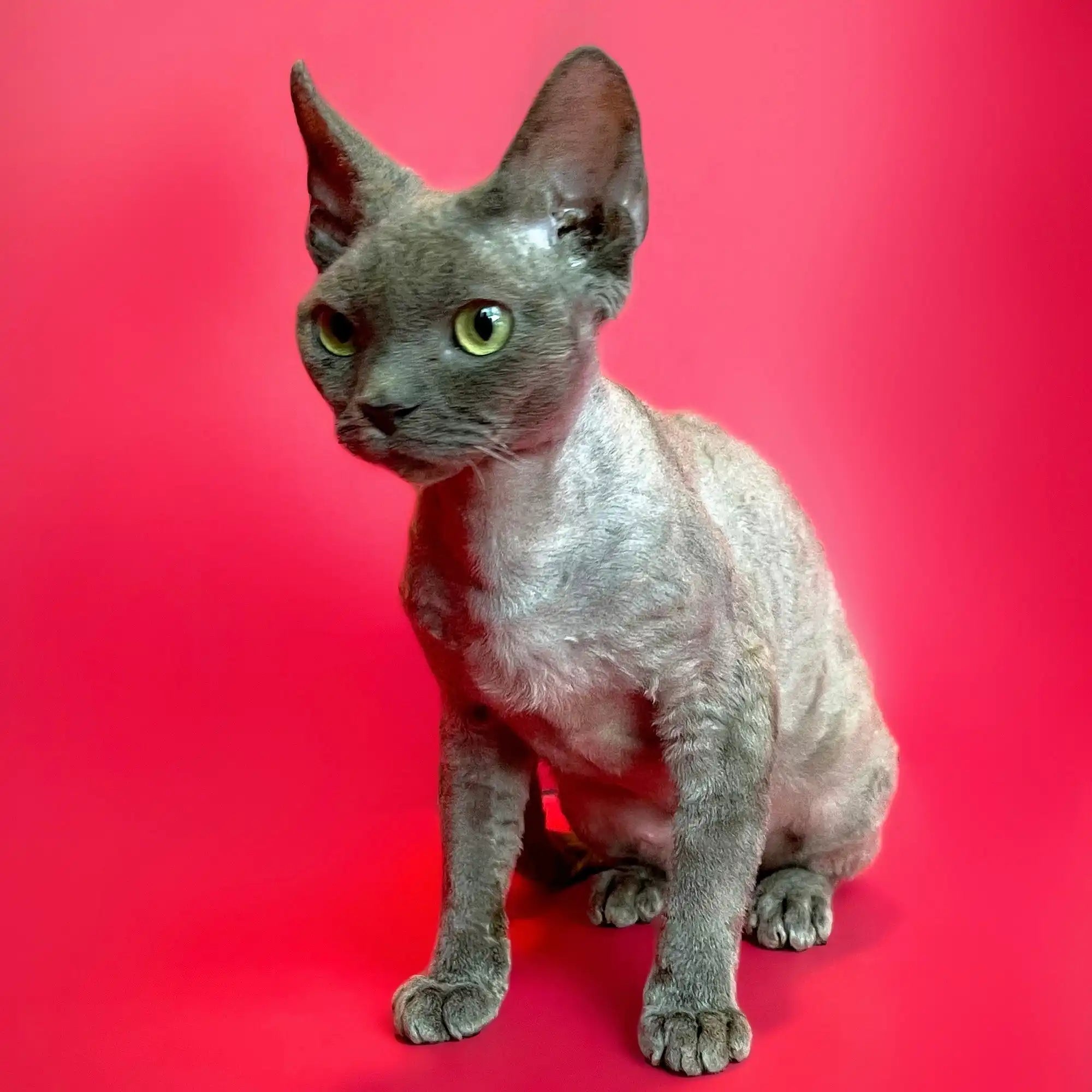Devon Rex Kittens & Cats For Sale Bailey | Kitten