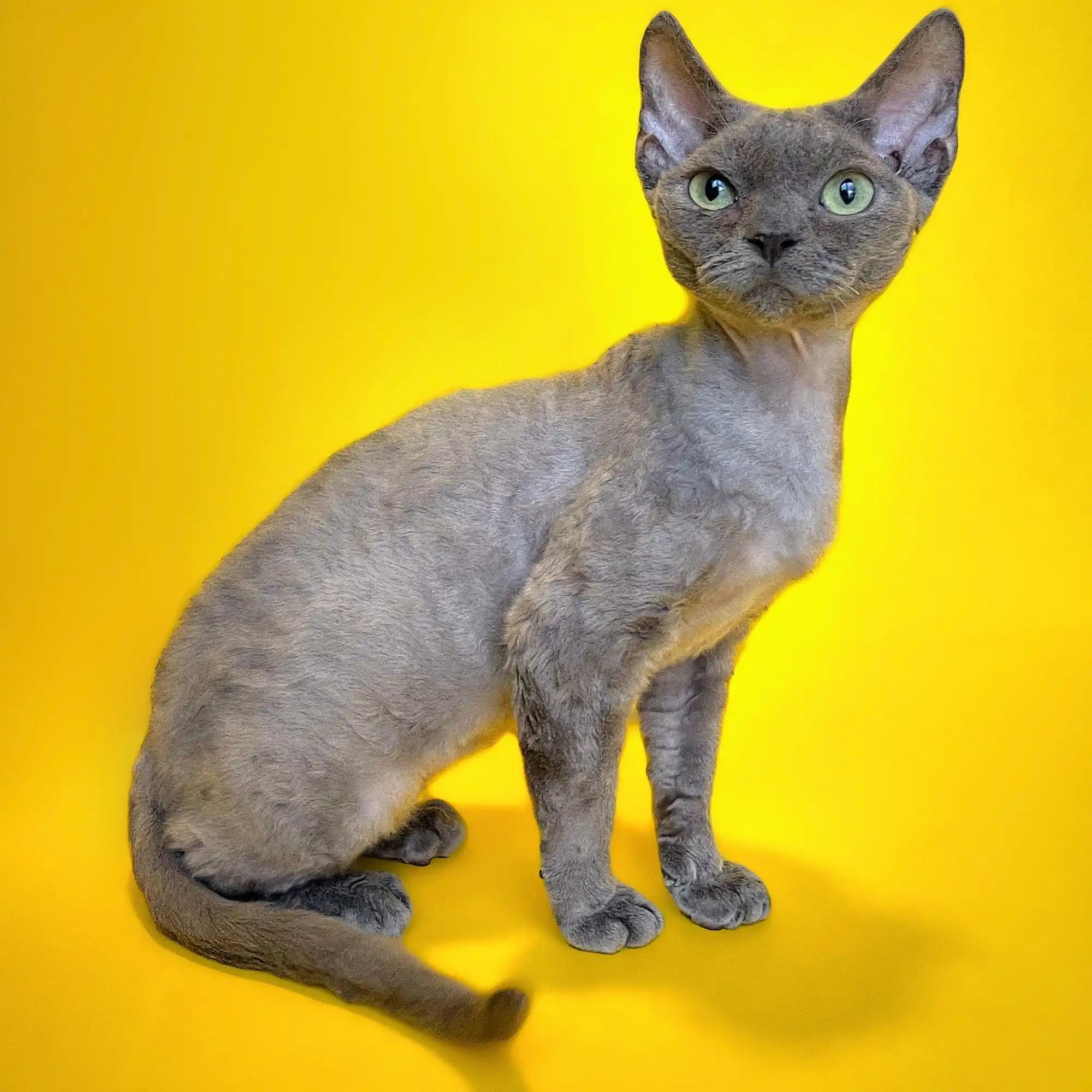 Devon Rex Kittens & Cats For Sale Bailey | Kitten