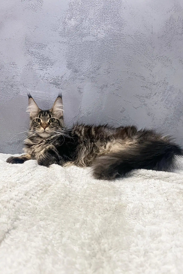 Cute Maine Coon kitten named Bailey with adorable tufted ears