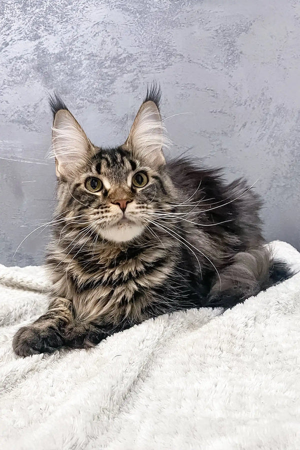 Maine Coon kitten named Bailey with adorable tufted ears ready for cuddles