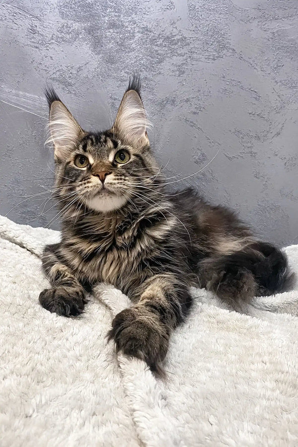 Cute Maine Coon kitten Bailey showing off its tufted ears and fluffy fur