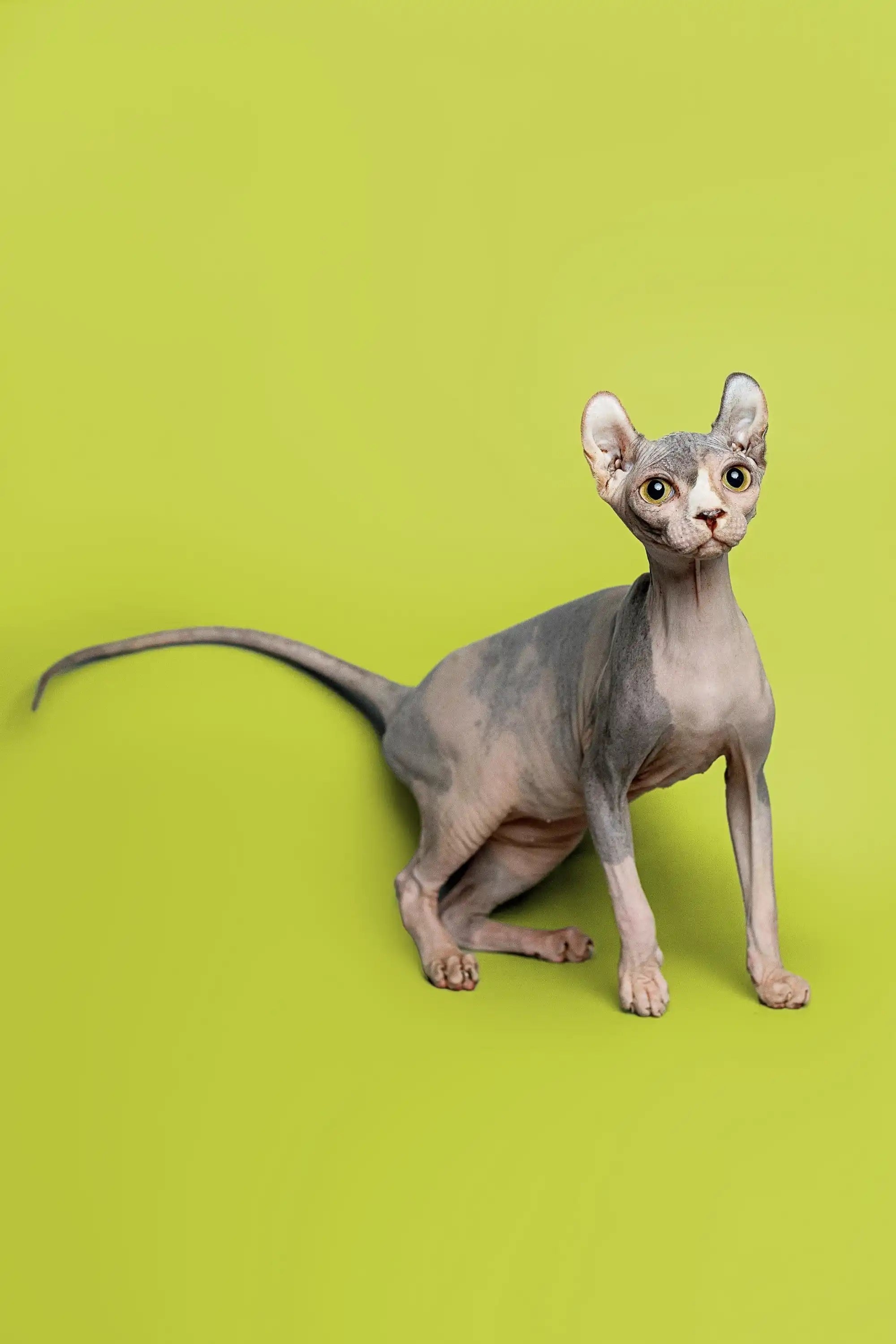 Hairless Sphynx Cats & Kittens for Sale Bailey | Kitten
