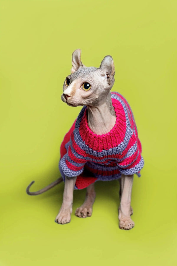 Charming Sphynx Kitten in a colorful knit sweater, perfect for any blue tortoiseshell lover