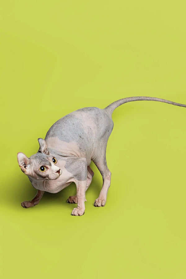 Sphynx kitten in playful stance showing off her blue tortoiseshell skin texture