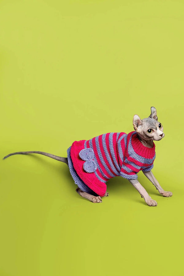 Charming Sphynx Kitten in a colorful striped sweater, perfect for cat lovers