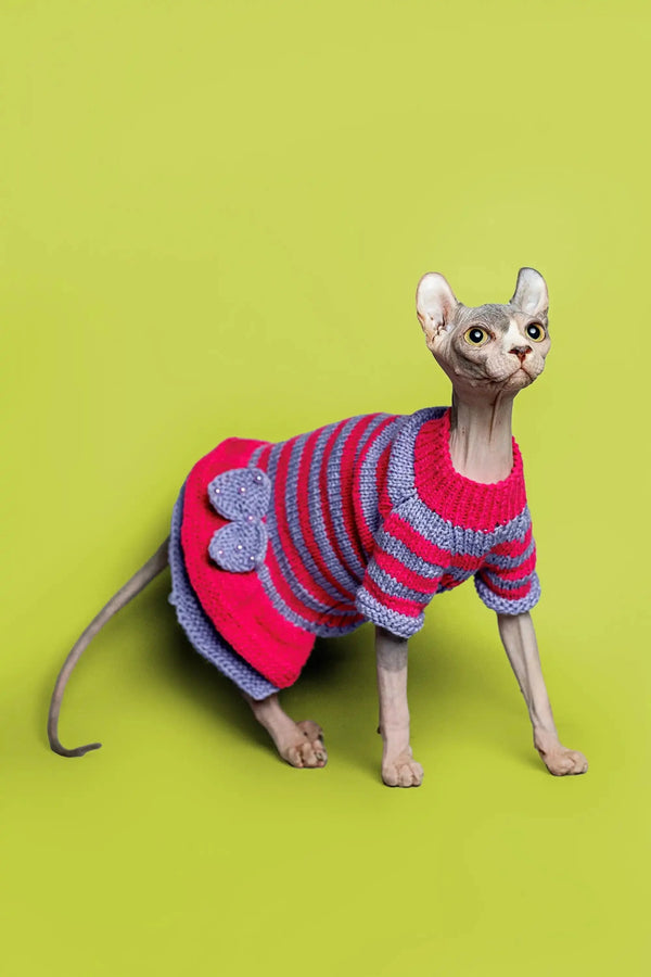 Hairless Sphynx kitten Bailey in a cute striped sweater, a charming blue tortoiseshell look