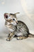 Baileys | oriental shorthair kitten