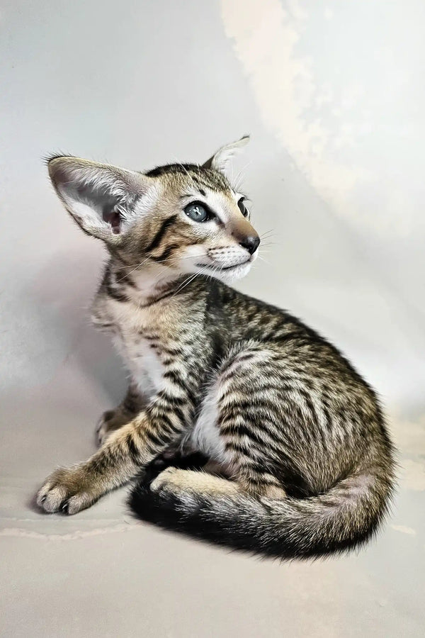 Baileys | oriental shorthair kitten