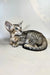 Baileys | oriental shorthair kitten