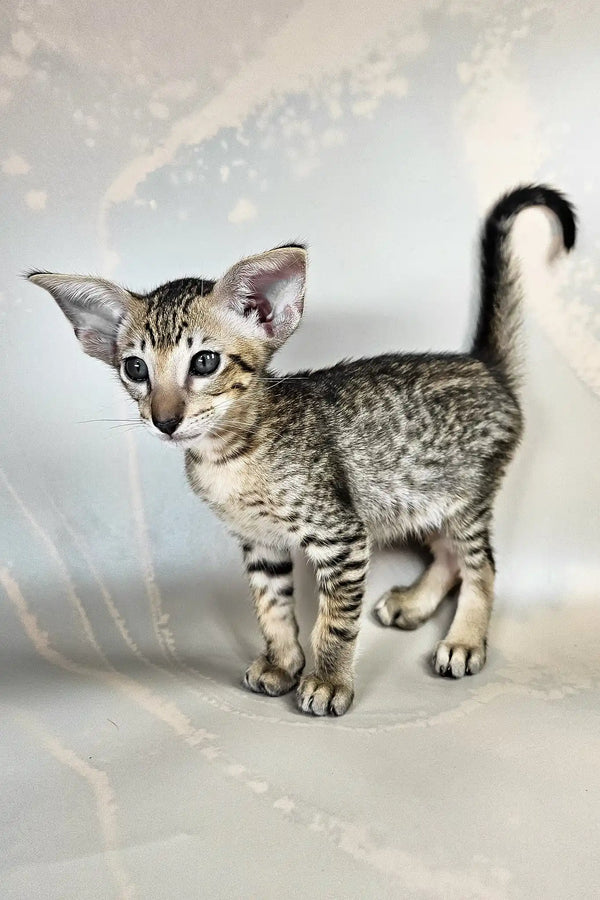 Baileys | oriental shorthair kitten