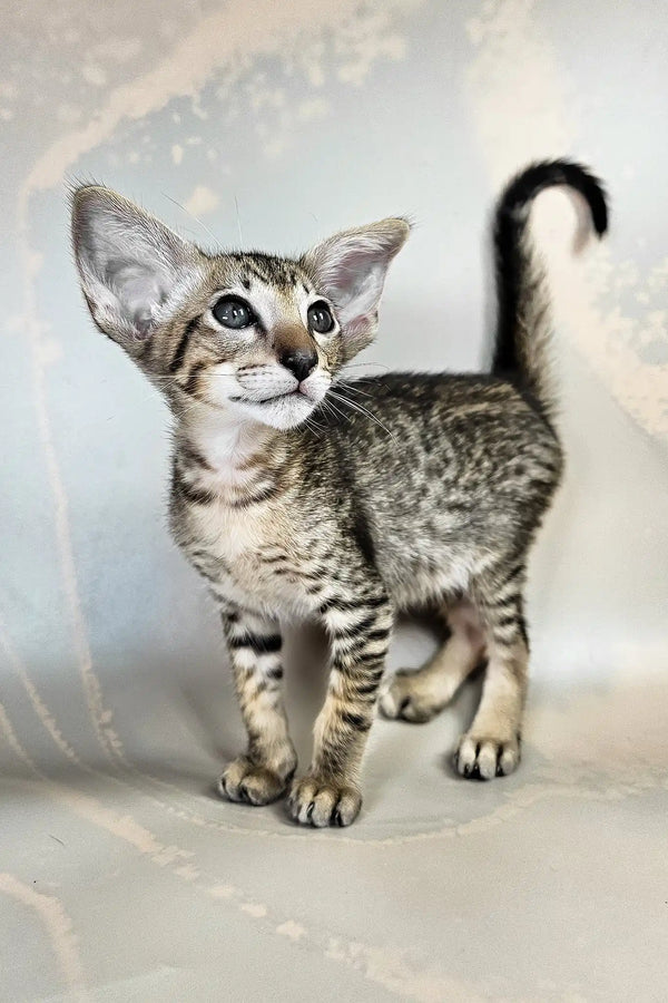 Baileys | oriental shorthair kitten
