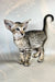 Baileys | oriental shorthair kitten