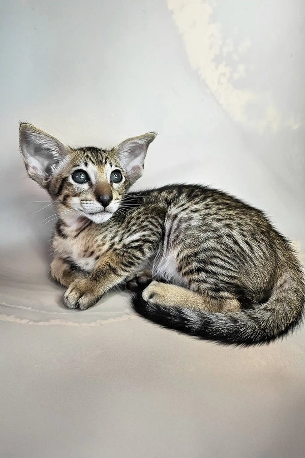 Baileys | oriental shorthair kitten