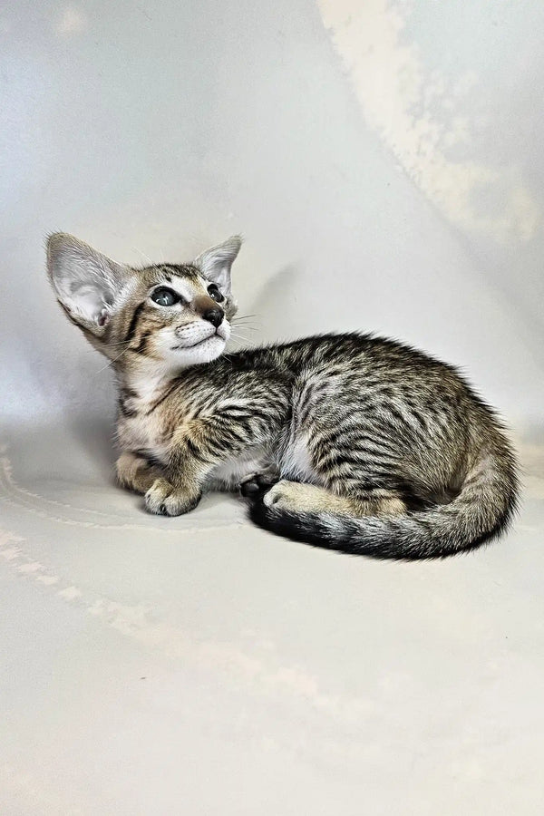 Baileys | oriental shorthair kitten