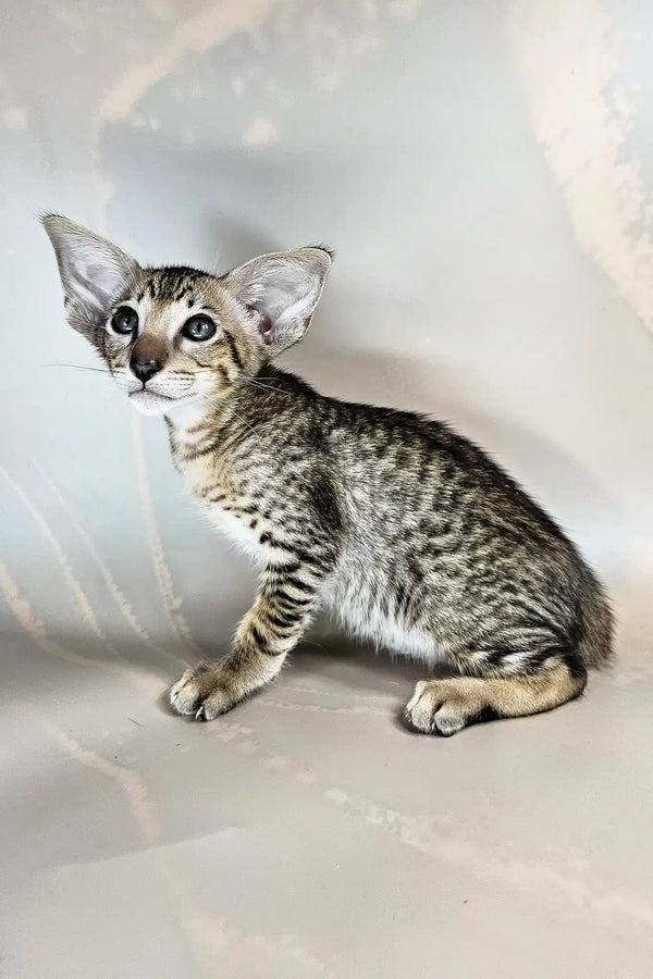 Baileys | oriental shorthair kitten