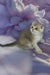 Baileys | scottish fold kitten