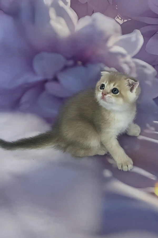 Baileys | scottish fold kitten