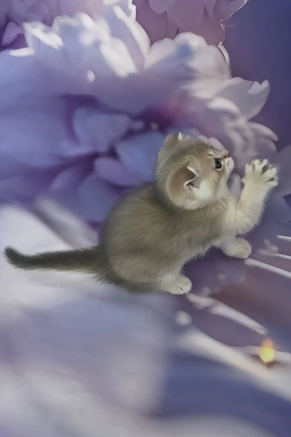 Baileys | scottish fold kitten