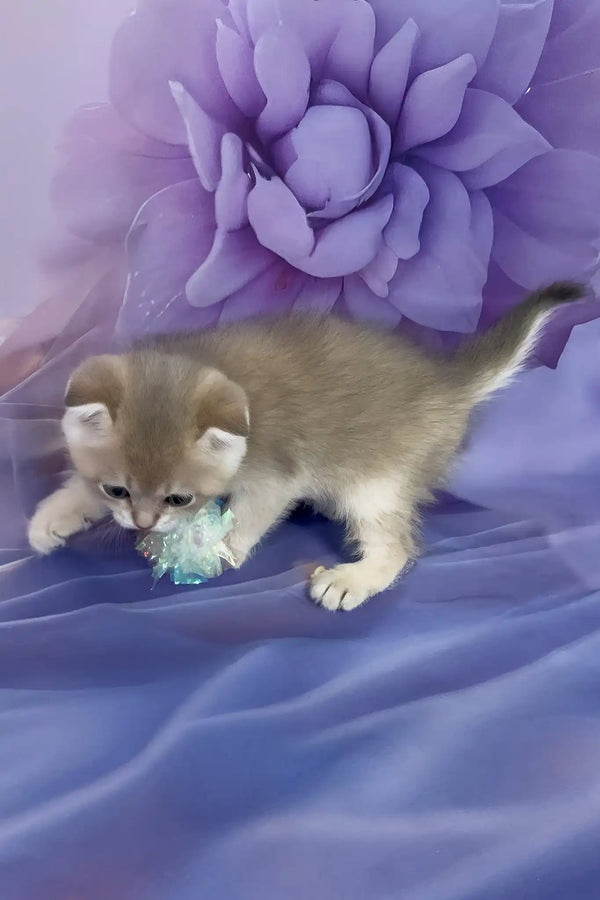 Baileys | scottish fold kitten