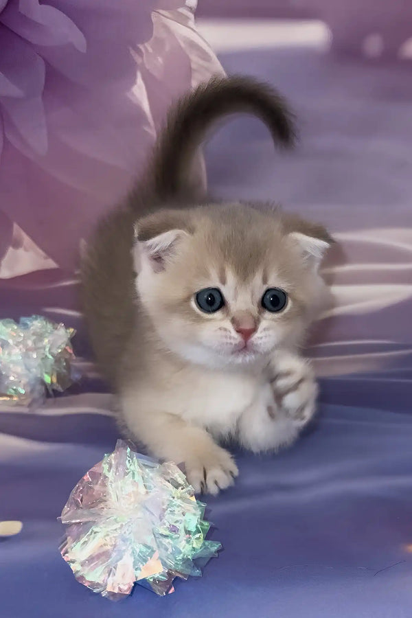 Baileys | scottish fold kitten