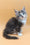 Baira | Maine Coon Kitten