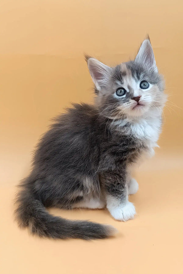 Baira | maine coon kitten